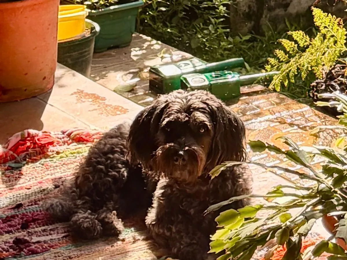 Marley, el perro de la casa, acostado en una alfombra de la terraza de Casa Oasis