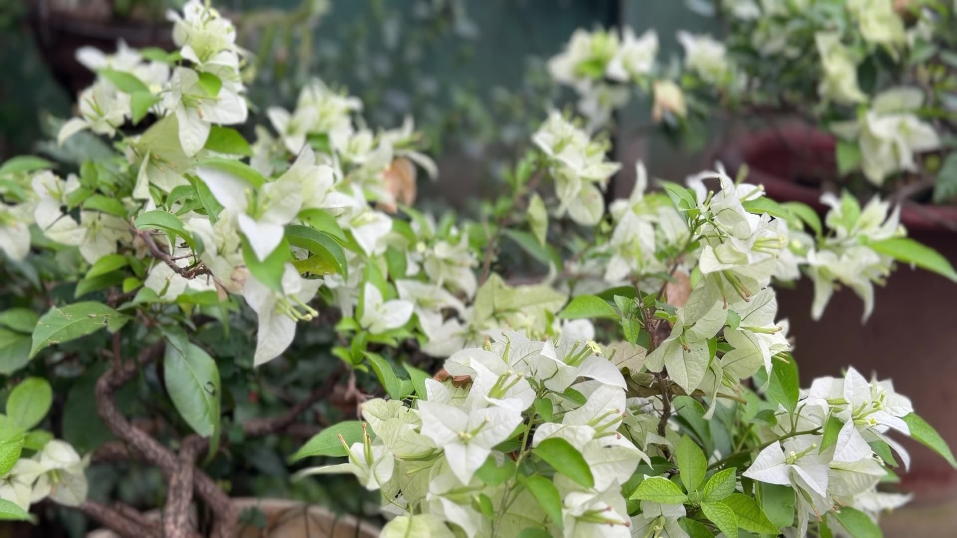 Buganvilias blancas en el jardín de Casa Oasis, Alajuela